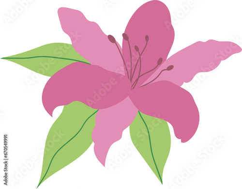 Lily flower illustration