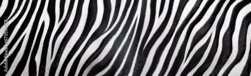 Zebra's Black and White Stripes