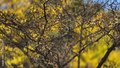 tree branches