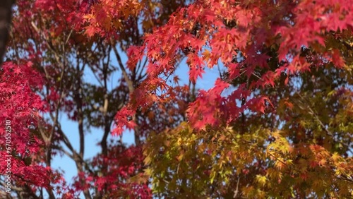 colorful autumn leaves