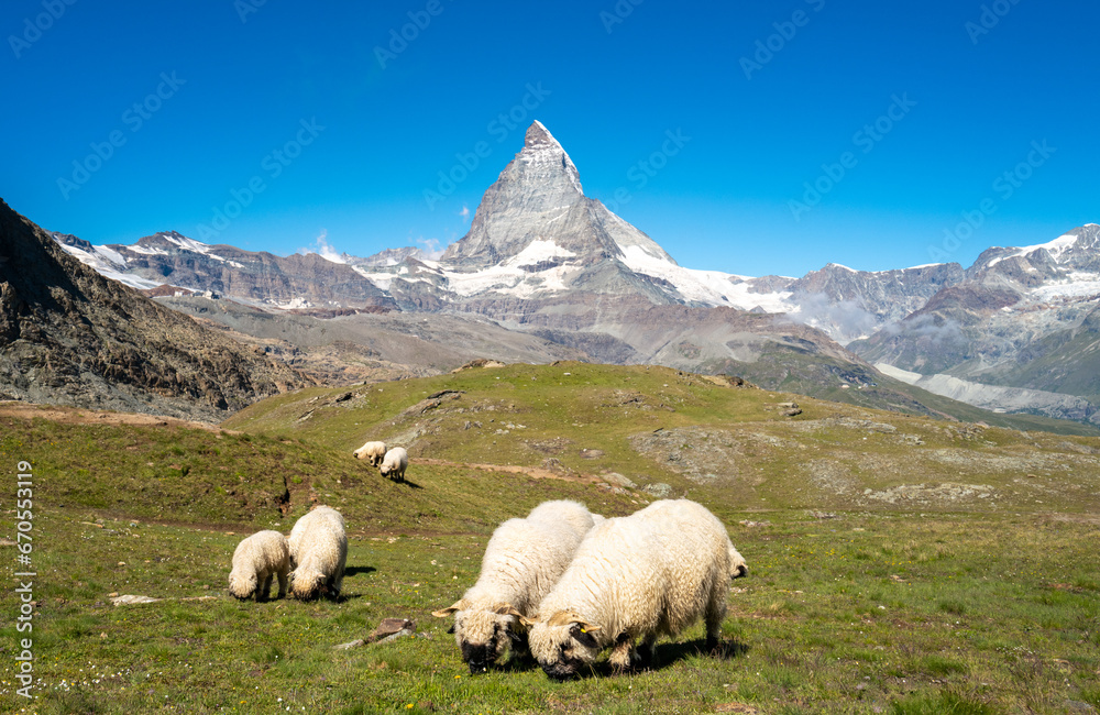 Obraz premium Flock of Valais blacknose sheep grazing in the Swiss Alps with Matterhorn in the background