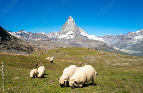 Flock of Valais blacknose sheep grazing in the Swiss Alps with Matterhorn in the background