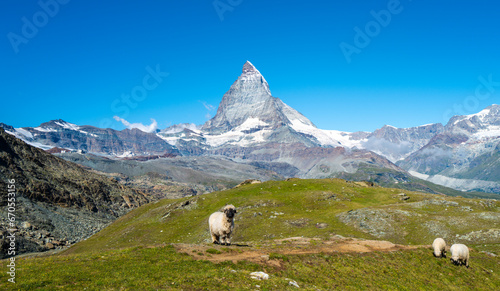 Flock of Valais blacknose sheep grazing in Zermatt, Switzerland with the Matterhorn in the background