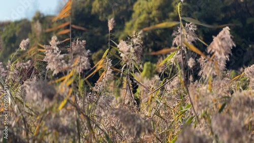 grass in the wind