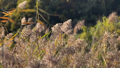 dog in the grass