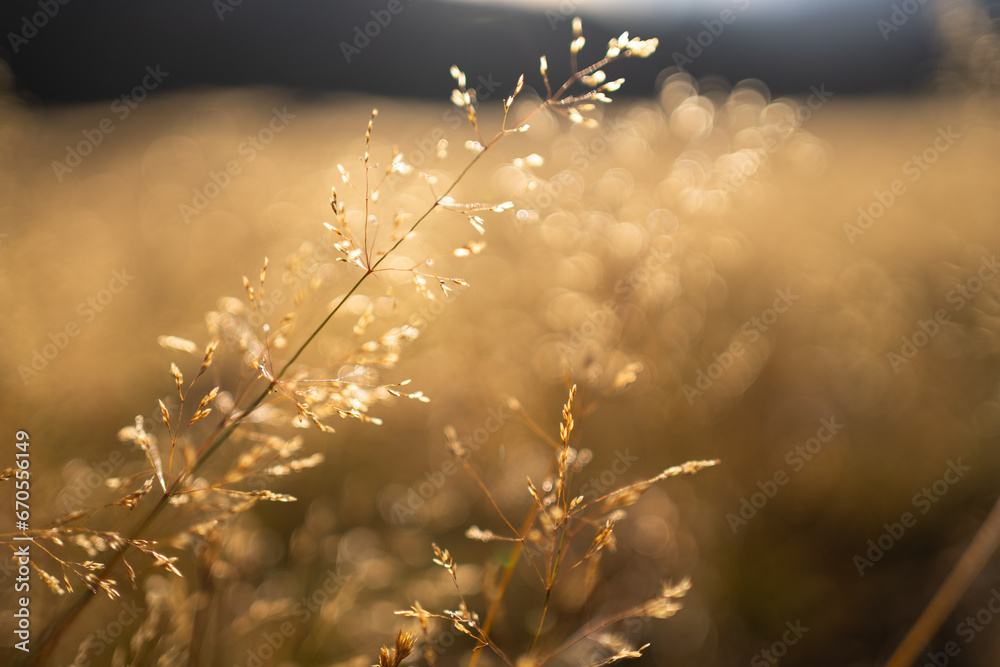 goldenes Gras wiegt im Wind im Herbst mit Bergen und Sonne im Hintergrund