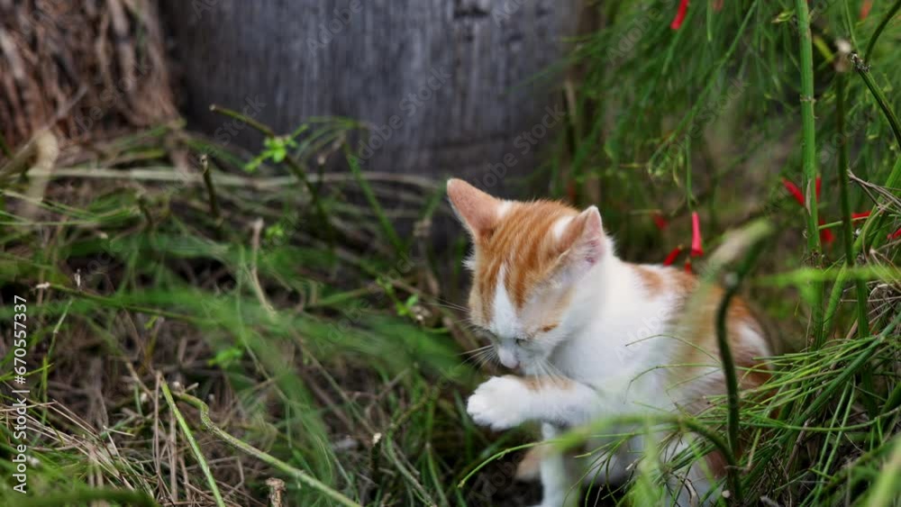cats sleeping grooming in grass at palm tree roots. black cat looking at camera. kitty playing, sleeping. animals outside.strays kittens cats sleeping grooming in grass at palm tree roots. black cat looking at camera. kitty playing, sleeping. animals outside.strays kittens