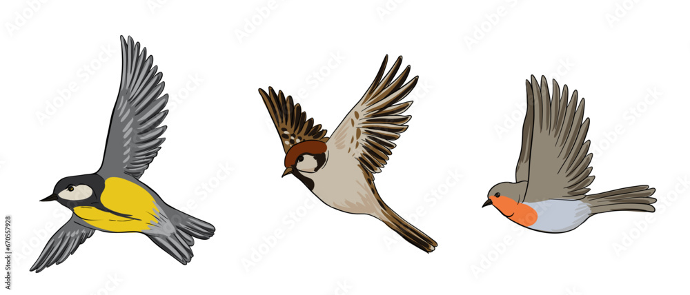 vector drawing birds, great tit, sparrow and robin, hand drawn songbirds, isolated nature design elements vector drawing birds, great tit, sparrow and robin, hand drawn songbirds, isolated nature design elements