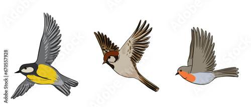 vector drawing birds, great tit, sparrow and robin, hand drawn songbirds, isolated nature design elements © cat_arch_angel