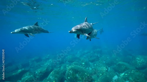 御蔵島でイルカと泳ぐ October 27-28_2023_stock用06_母子イルカ