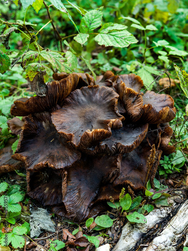 Stump of poisonous mushrooms, under a mountain forest