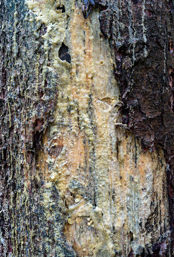 Tree bark texture with resin spill