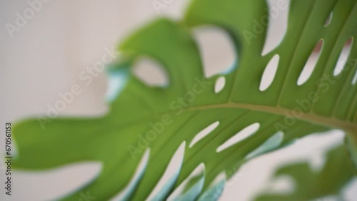 front and back side fo monstera leaves 