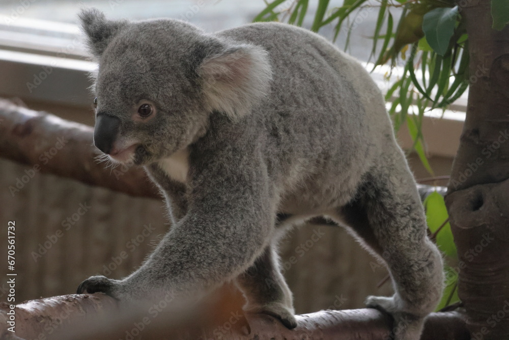 Fototapeta premium コアラ