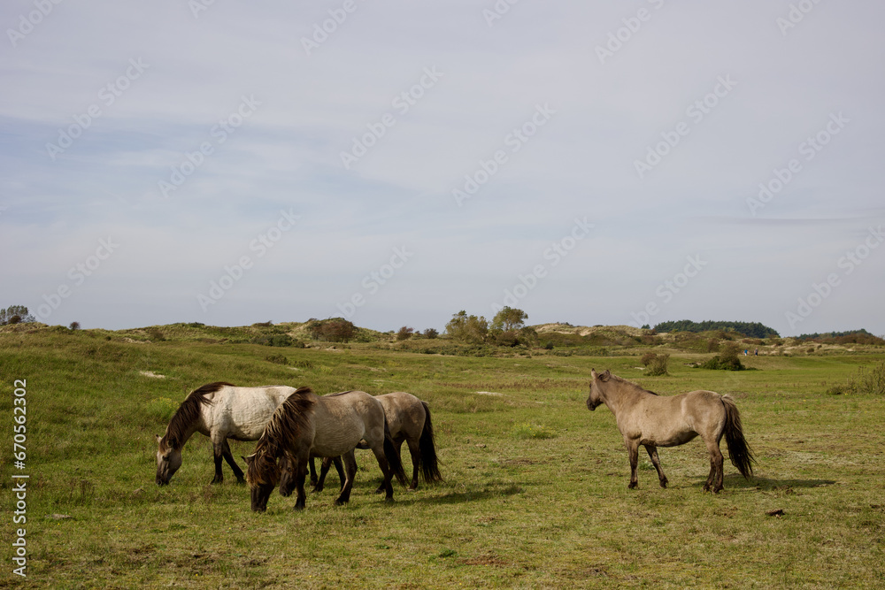 Wild horses on the pasture in The Zuid-Kennemerland National Park, The Netherlands. This park is a conservation area on the west coast of the province of North Holland.