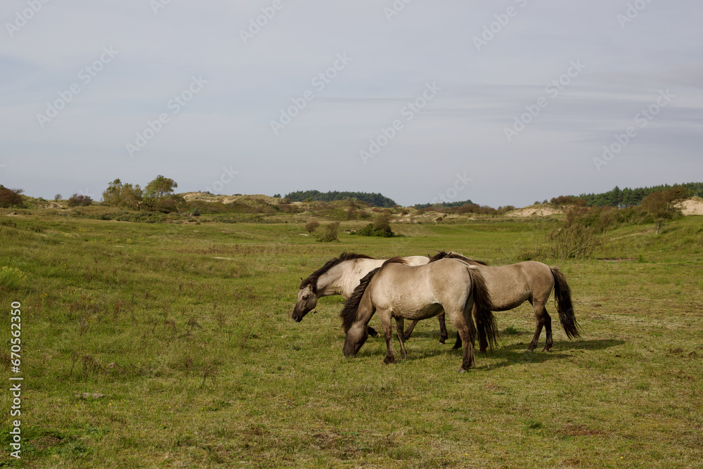 Wild horses on the pasture in The Zuid-Kennemerland National Park, The Netherlands. This park is a conservation area on the west coast of the province of North Holland.