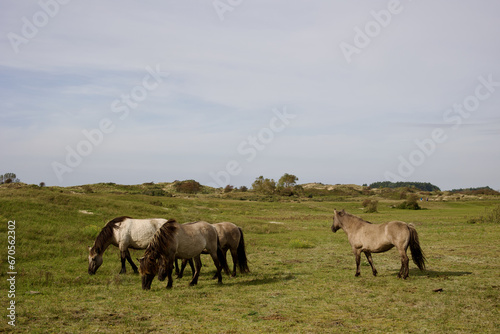 Wild horses on the pasture in The Zuid-Kennemerland National Park  The Netherlands. This park is a conservation area on the west coast of the province of North Holland.