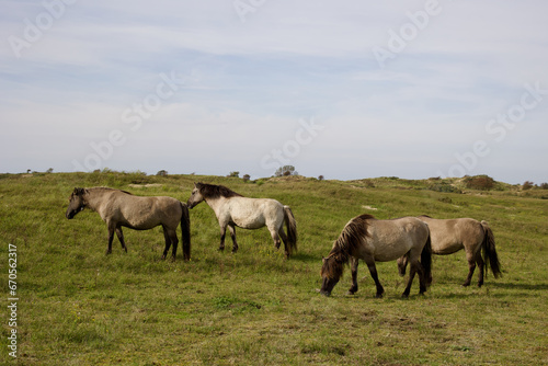 Wild horses on the pasture in The Zuid-Kennemerland National Park, The Netherlands. This park is a conservation area on the west coast of the province of North Holland. © Travel Photos