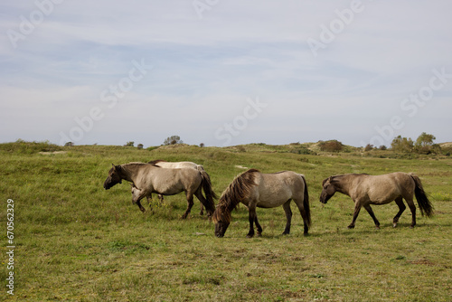 Wild horses on the pasture in The Zuid-Kennemerland National Park  The Netherlands. This park is a conservation area on the west coast of the province of North Holland.