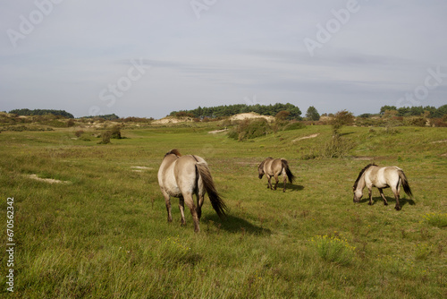 Fototapeta Naklejka Na Ścianę i Meble -  Wild horses on the pasture in The Zuid-Kennemerland National Park, The Netherlands. This park is a conservation area on the west coast of the province of North Holland.