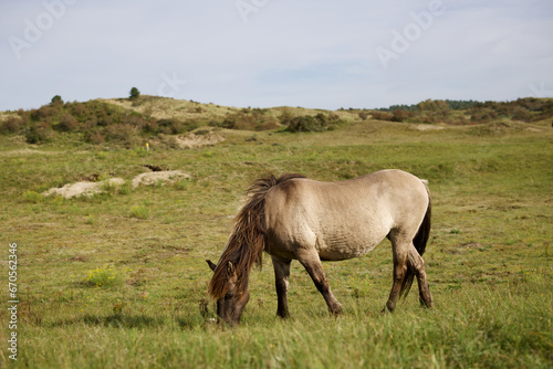 Wild horses on the pasture in The Zuid-Kennemerland National Park  The Netherlands. This park is a conservation area on the west coast of the province of North Holland.