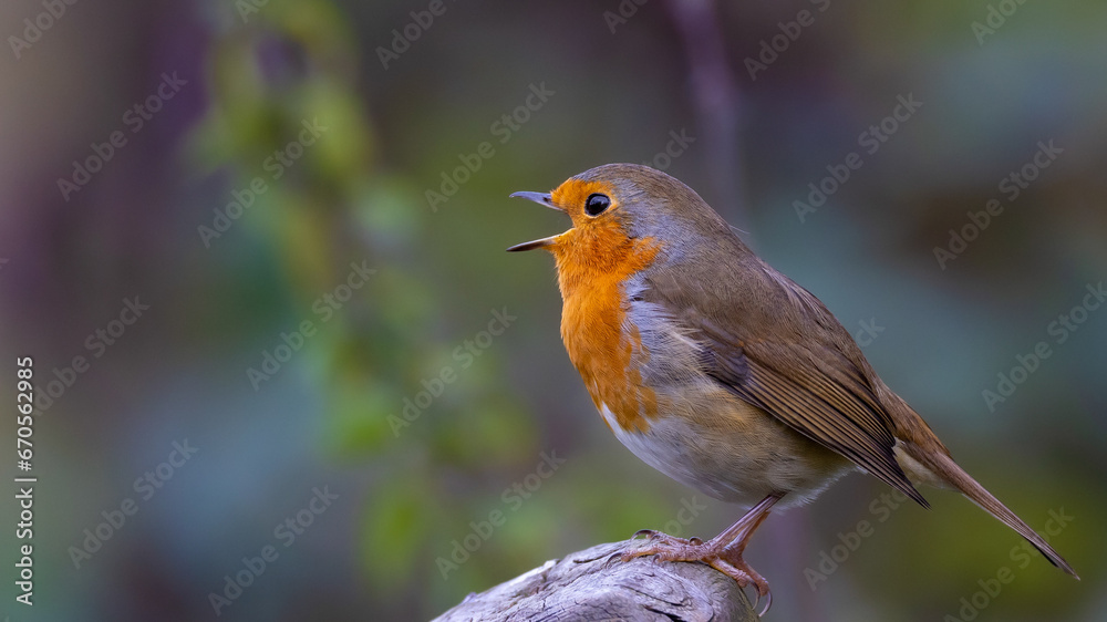 Red Robin Red Robin