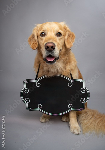 Portrait of a golden retriever wearing a blank sign around its neck photo