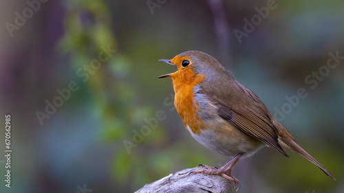 Red Robin  © John