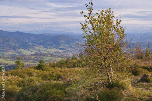Fototapeta Naklejka Na Ścianę i Meble -  lonely birch in the Beskids