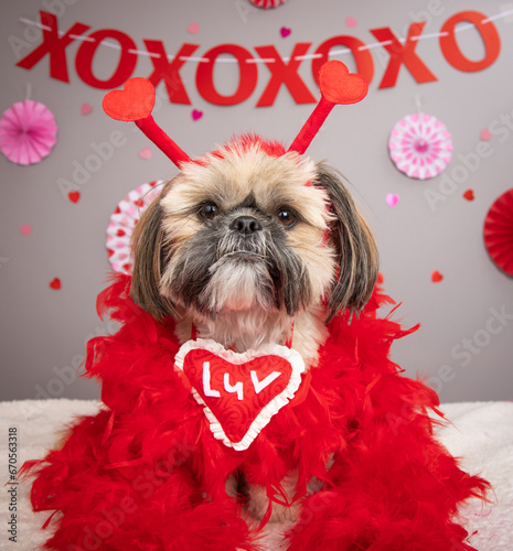 Portrait of a Shih Tzu wearing a luv heart, feather boa and headband sitting in front of festive decorations