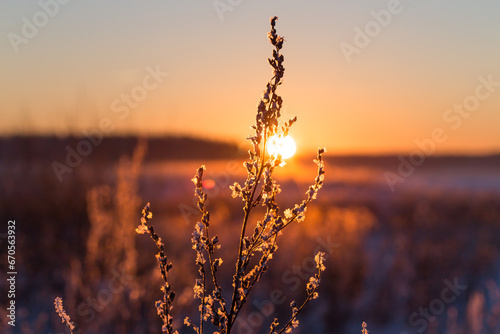 Frosty grass at winter sunset photo