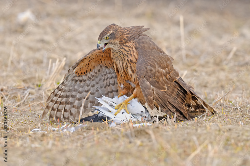 Fototapeta premium Wildlife scene from nature. Goshawk in yellow vegetation. Goshawk, Accipiter gentilis, feeding on the domestic pigeon it hunts. Bird of prey catching birds in its habitat.