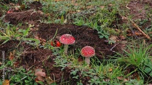 Pair of Small Poisonous Fly Agaric Amanita Muscaria Toadstood Mushroom with Red Cap and White Wart photo