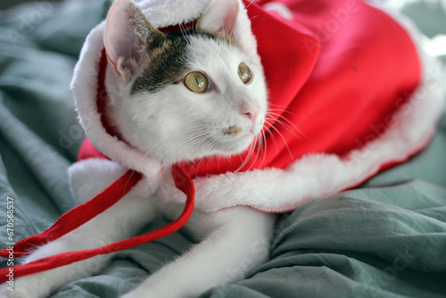 Fotografie Cute Japanese Bobtail cat wearing a Christmas Santa suit and playing on the bed