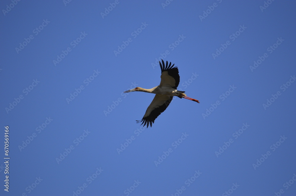 Obraz premium Ciconia I