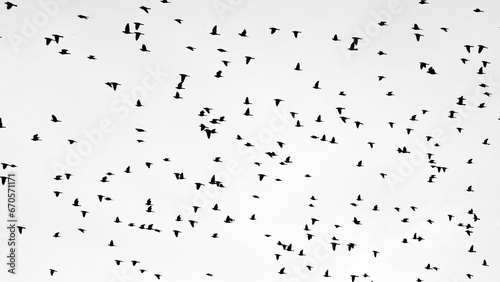 Mass of flying birds