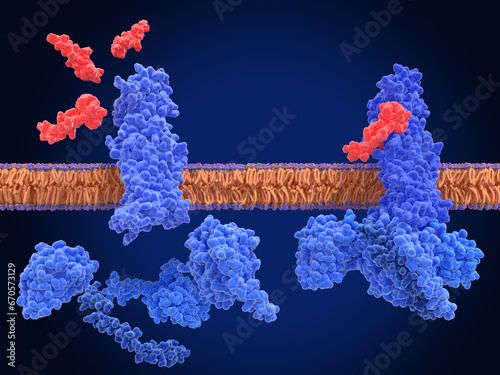GLP-1 receptor, inactive form(left) and active complex with an agonist (semaglutide) and G-proteins