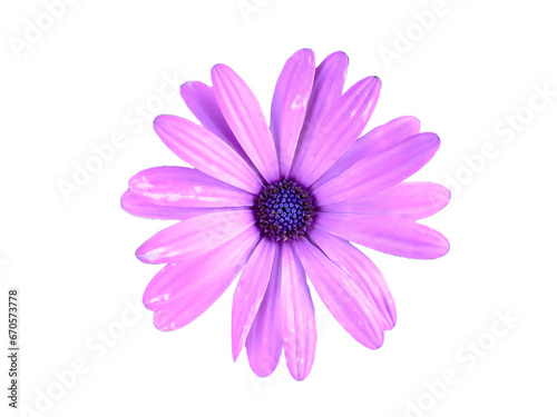 Purple color African daisy flower isolated on white background