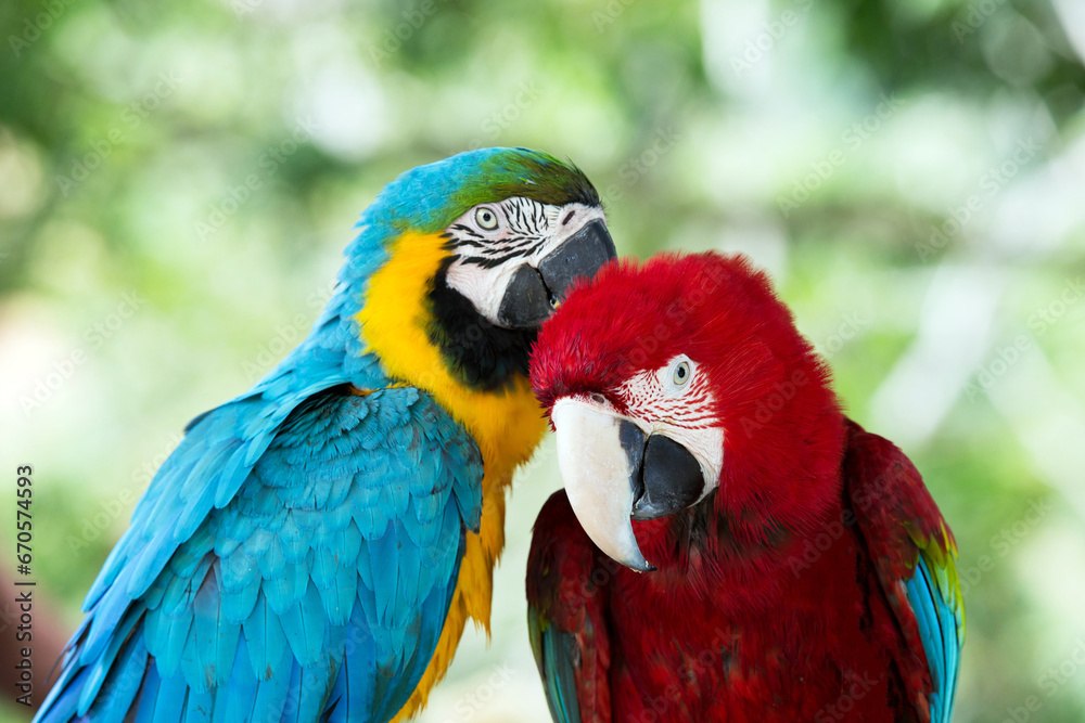 Pair of colorful Macaws parrots