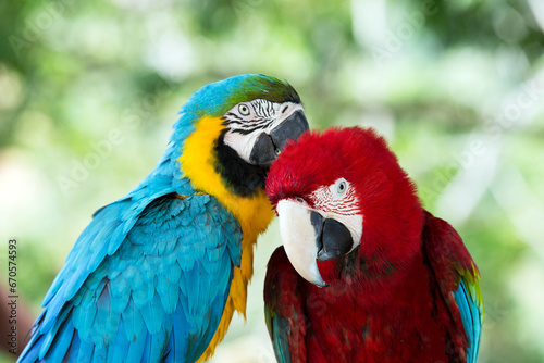 Pair of colorful Macaws parrots