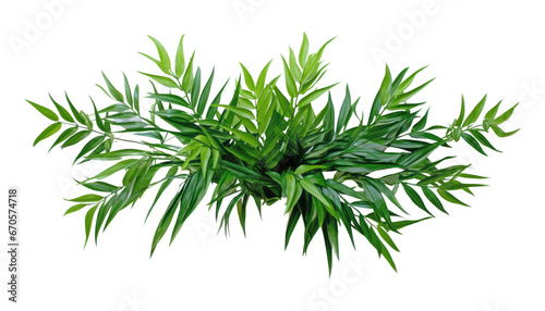 tropical leaves isolated on transparent background cutout