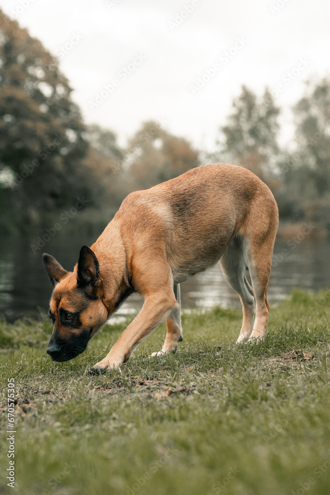 German Shepherd cross dog sitting standing on grass by a river. Mutt, mongrel hound German Shepherd cross dog sitting standing on grass by a river. Mutt, mongrel hound