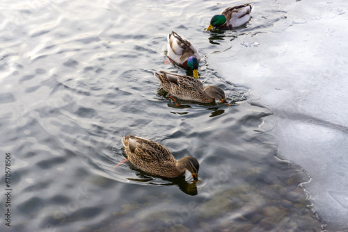 Wild ducks swim in the river in harsh winter.