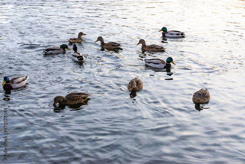 Wild ducks swim in the river in harsh winter.