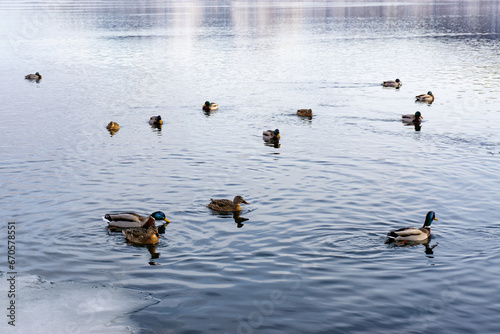 Wild ducks swim in the river in harsh winter.