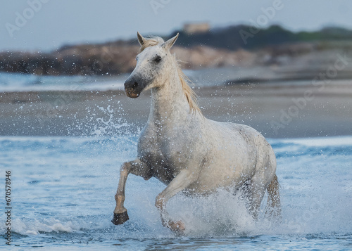Cheval au galop ( IA gomme )