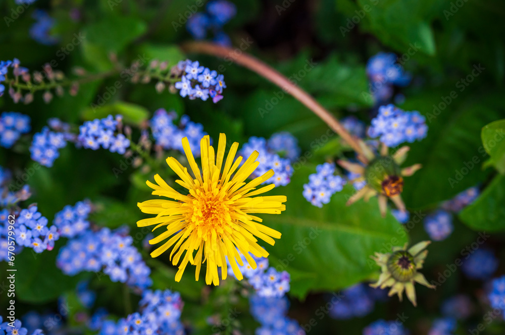 Obraz premium Dandelion flower and samll blue flowers of Forget-Me-Not bush in early summer