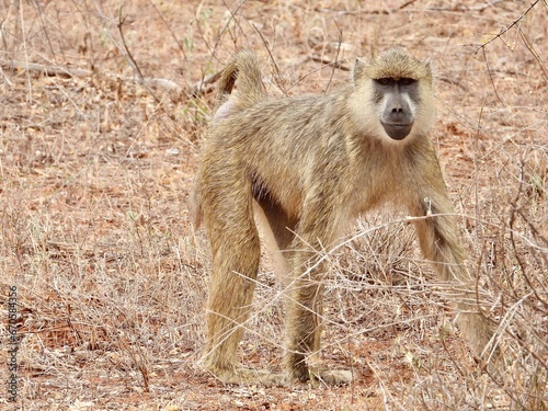 baboon sitting on a rock