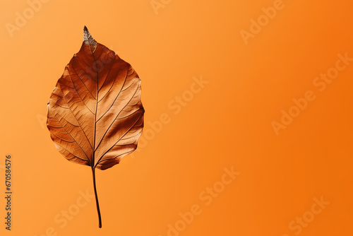 Autumn dried leaf on an orange background with copy space