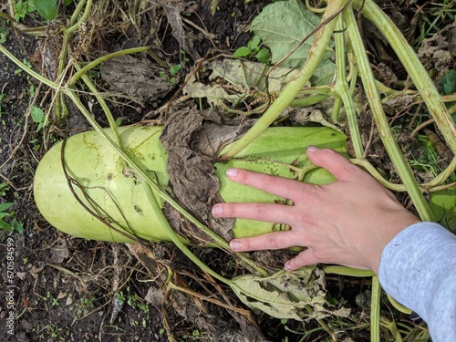 Large melon in the garden